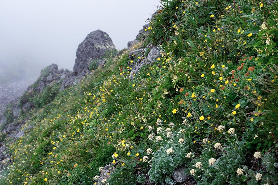 Nature life mountain