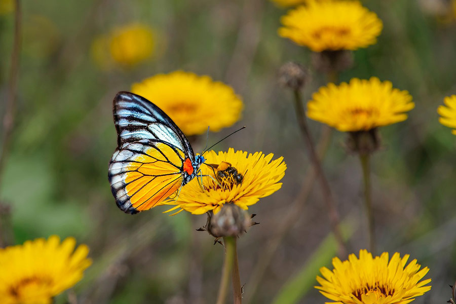 Fleurs jaunes et pollinisation par les papillons