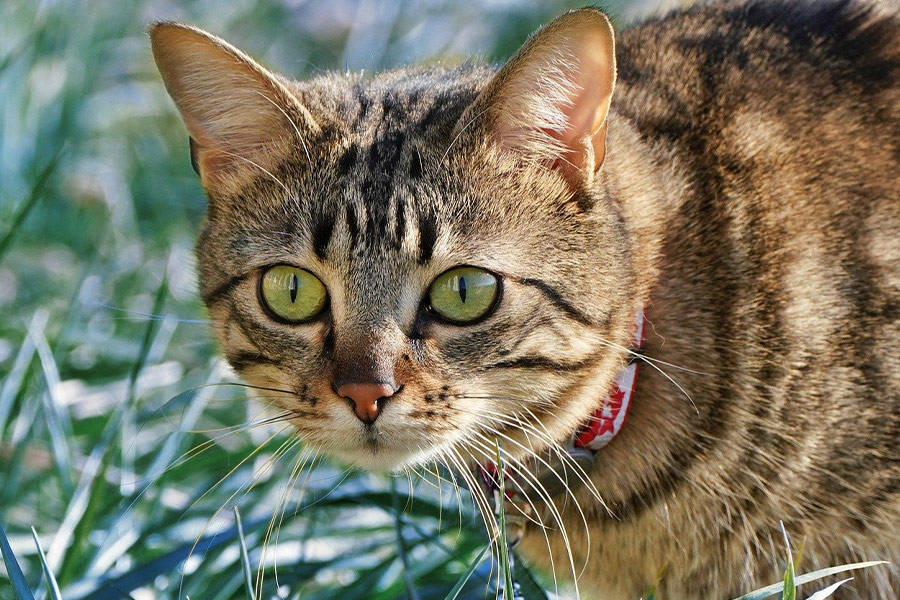 Gato atigrado con patrón de pelaje similar a rayas