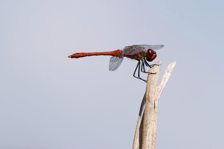 Red flying insect dragonfly