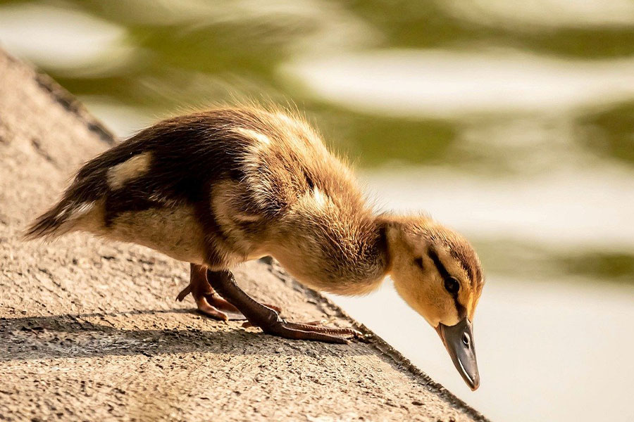 Patito solo buscando comida