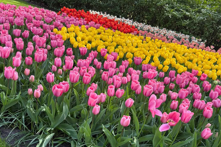 Assortimento di fiori di tulipani nel giardino olandese