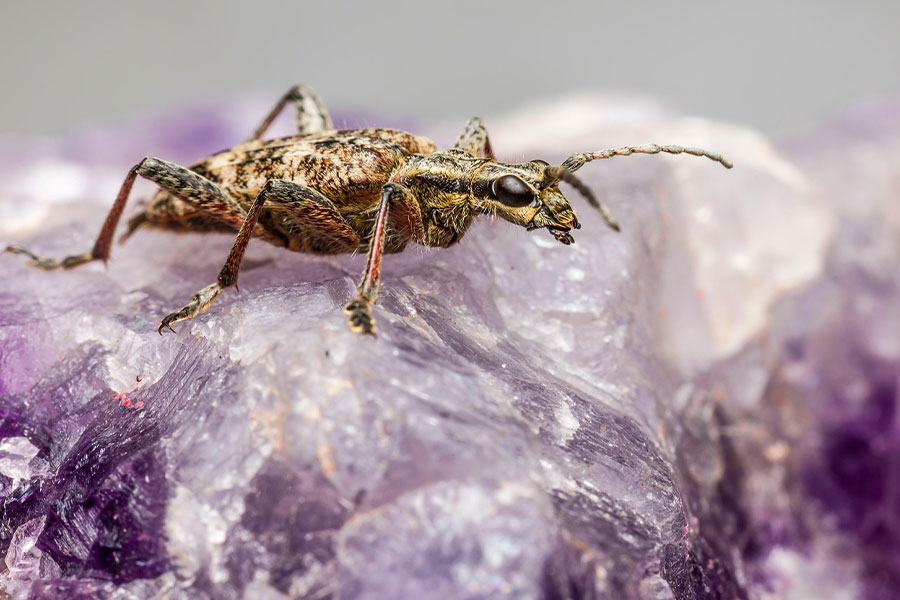 Black spotted loghorn beetle