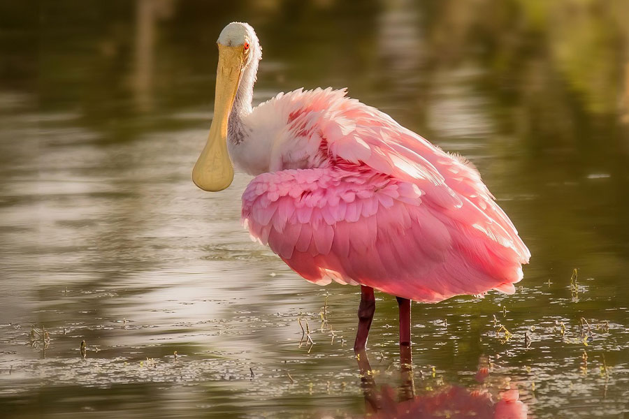 Spatule rosée, oiseau échassier