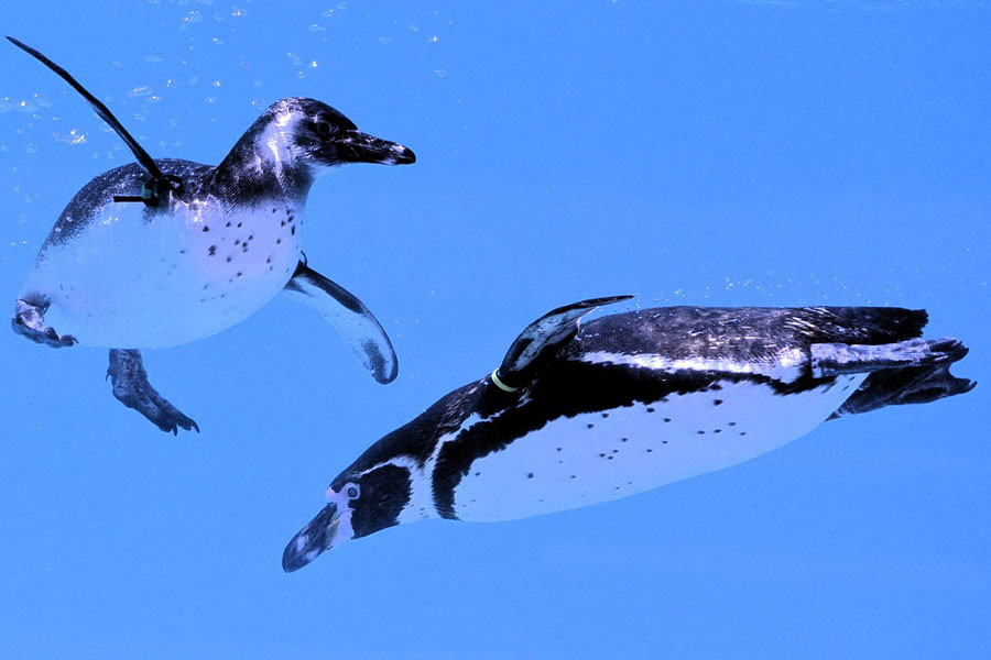 Pingüino nadando bajo el agua