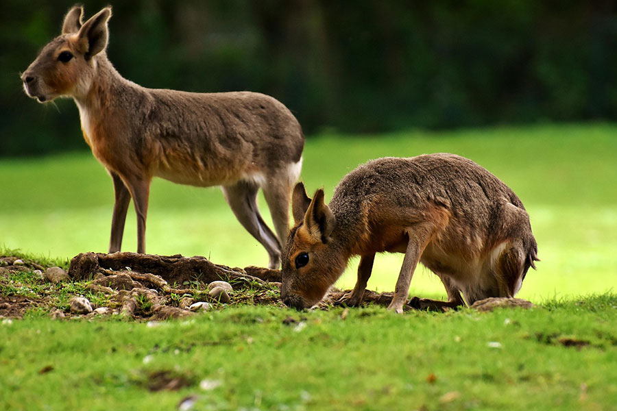 Conejos de las pampas, animales salvajes