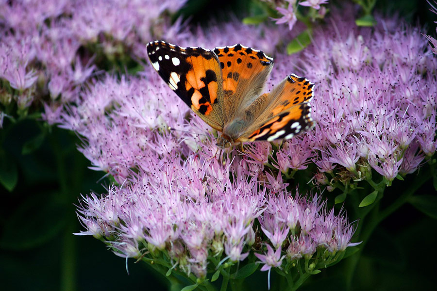 Thistle butterfly Pollinating the pink heaven key