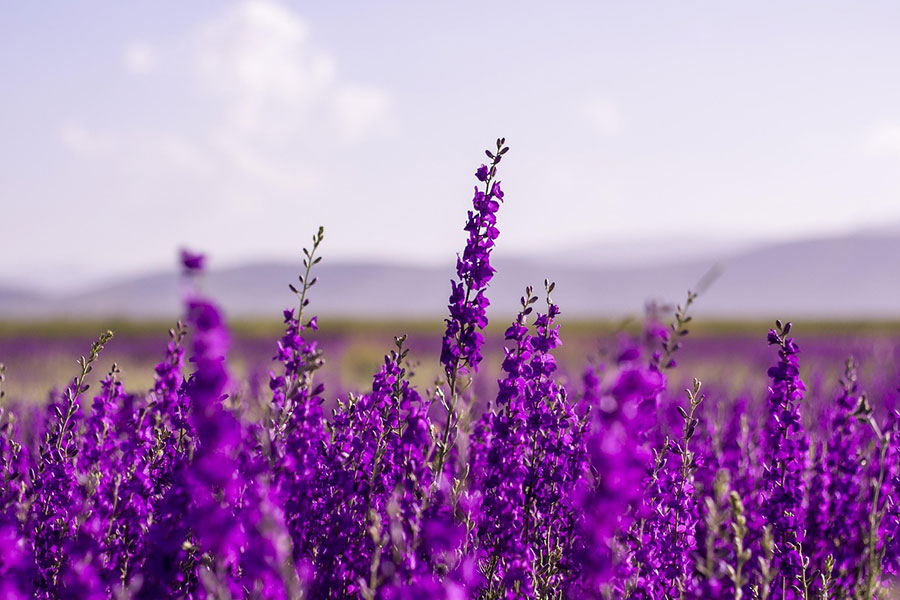Gros plan d'une fleur de lavande violette
