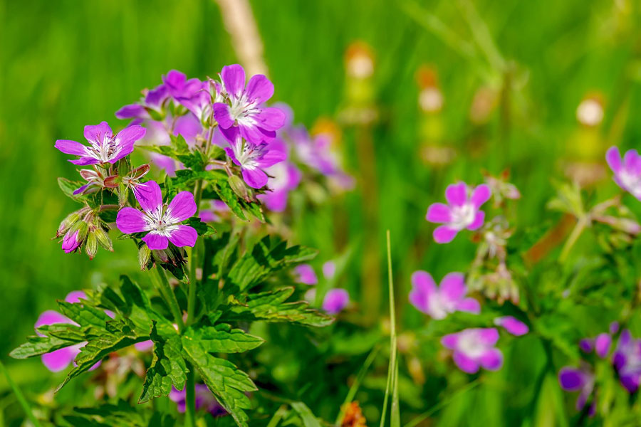 Plante à fleurs de bec-de-grue