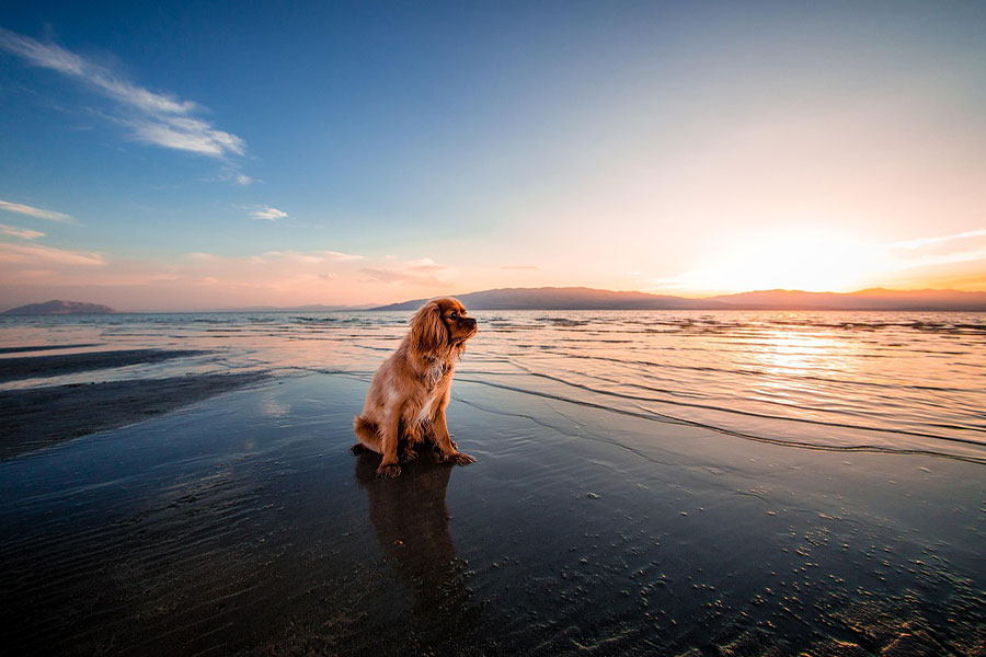 Hondenmoment op het strand