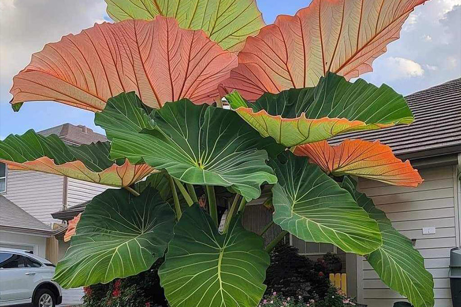 A colocasia flowering plant