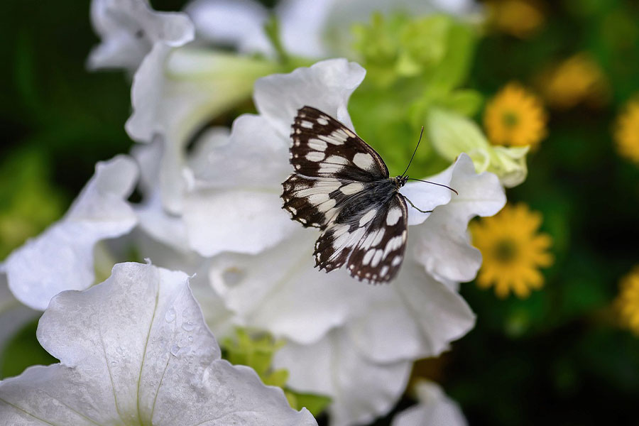 Butterfly checker board insect