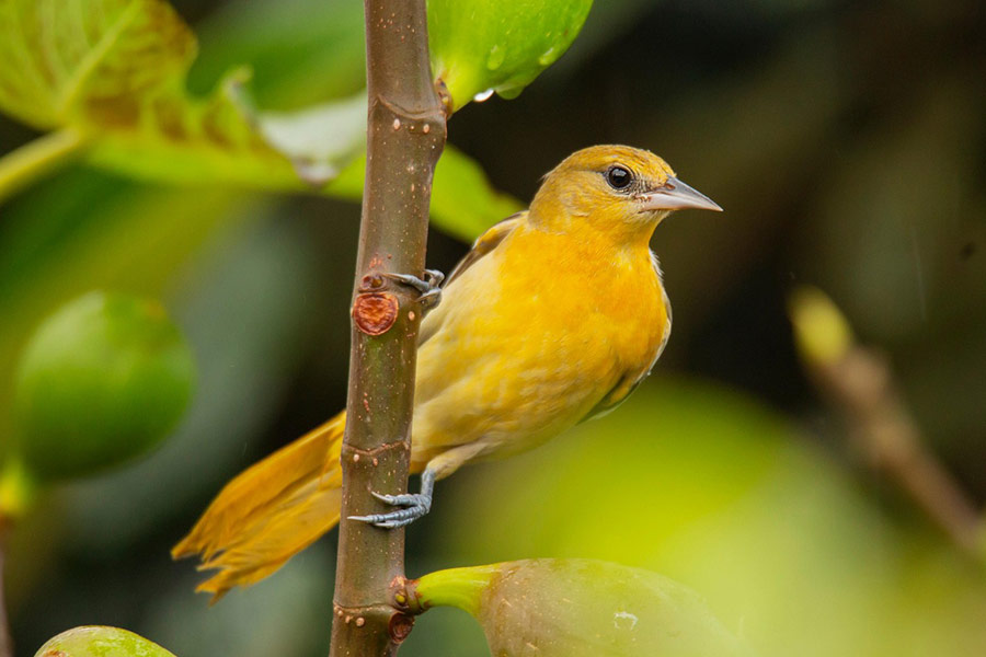 Piumaggio dell'uccello rigogolo dorato