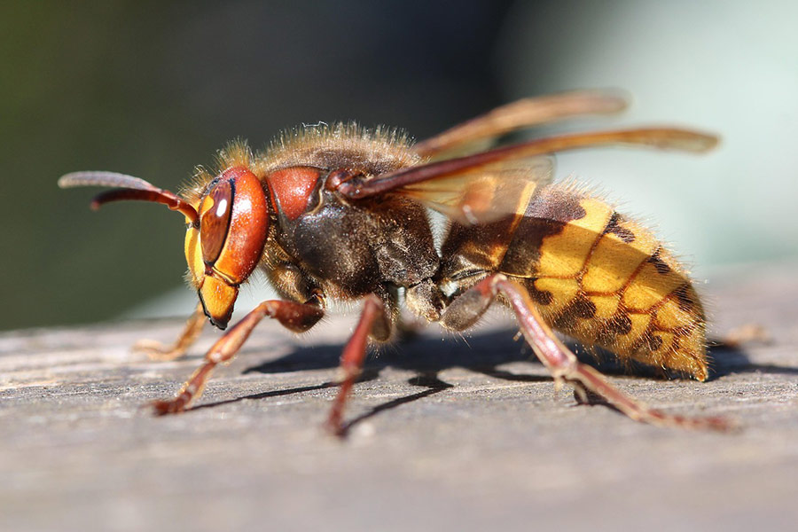 Huge wasp insect