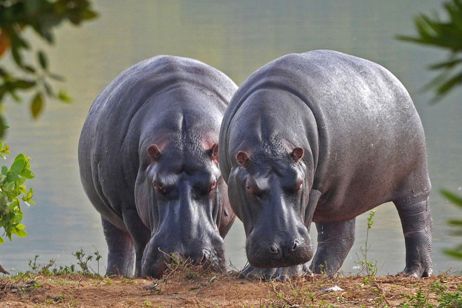 Dos enormes animales hipopótamos