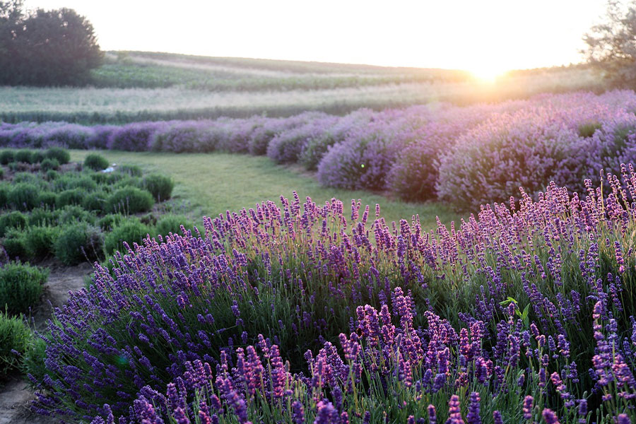 Paysage de champ de fleurs de lavande