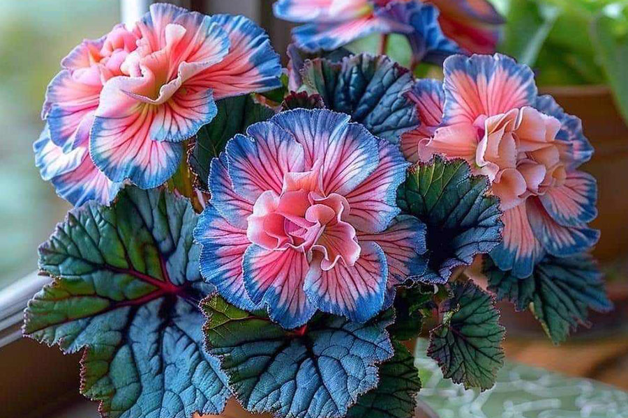 Fleur rose de couleur foncée sur les côtés