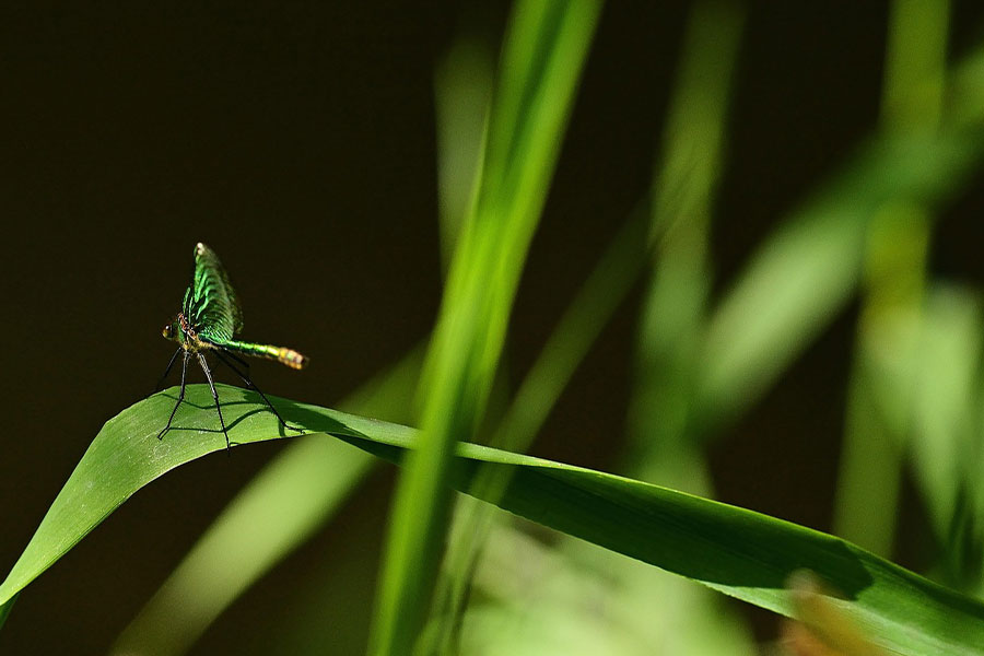 Damsel flies a flying insects
