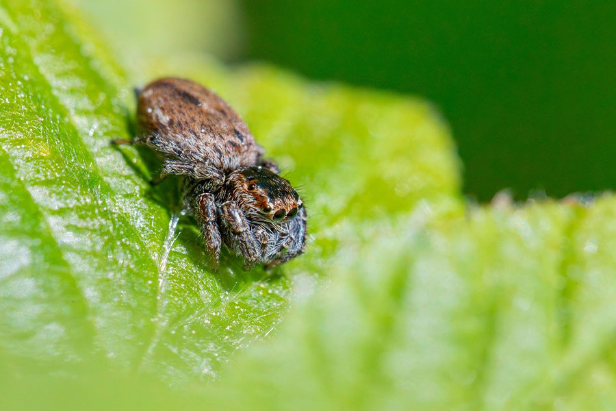 Evarcha jumping spider
