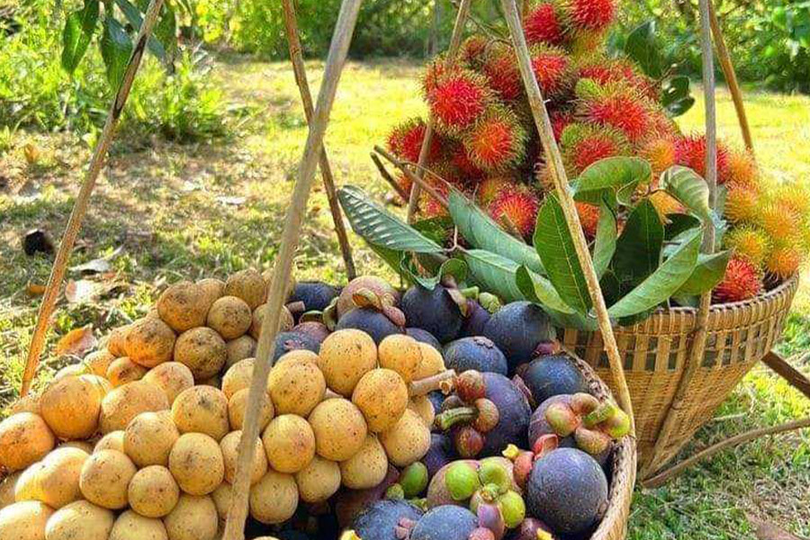 Rambutan longan mangosteen fruits
