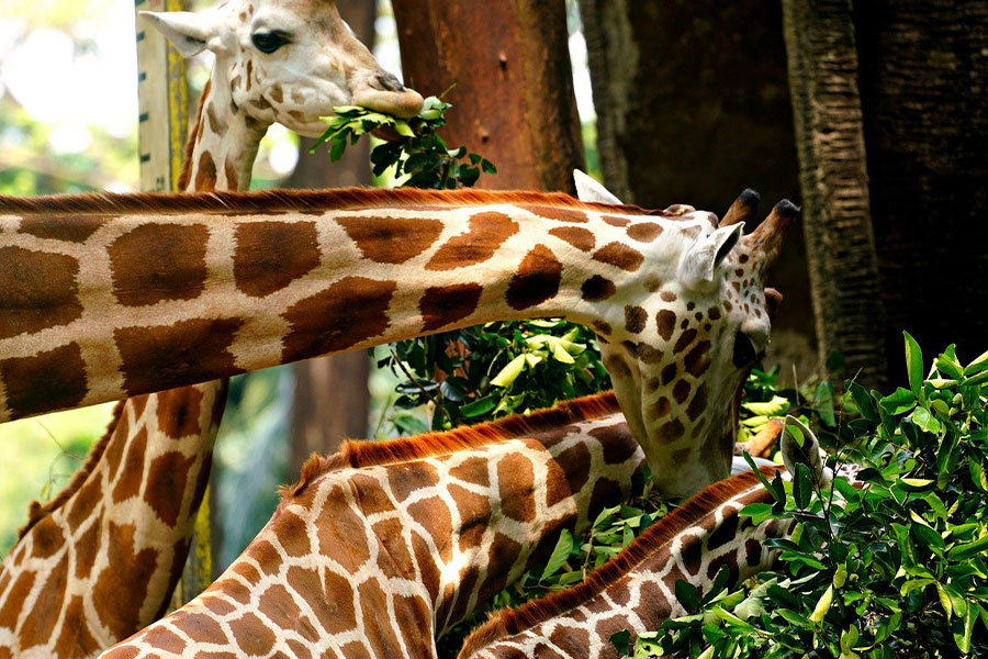 Primer plano de una jirafa alimentandose