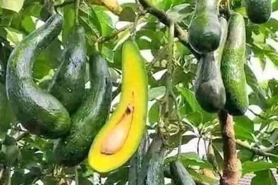 Alligator pear or avocado evergreen fruits