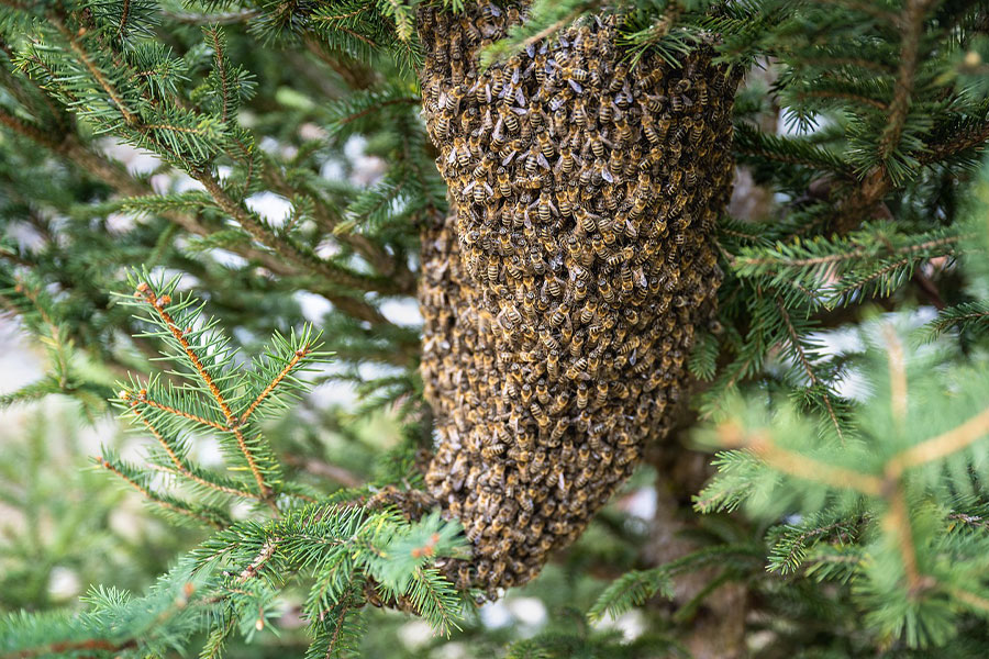 Swarm of bees insects