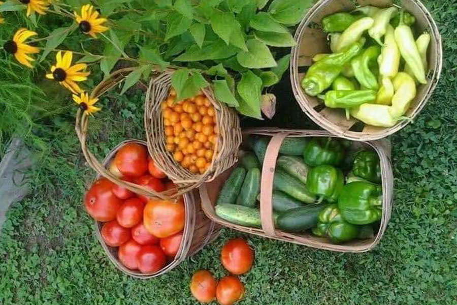 Very fresh harvested vegetables in the yard