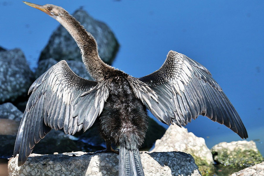 Cormorano, uccello animale