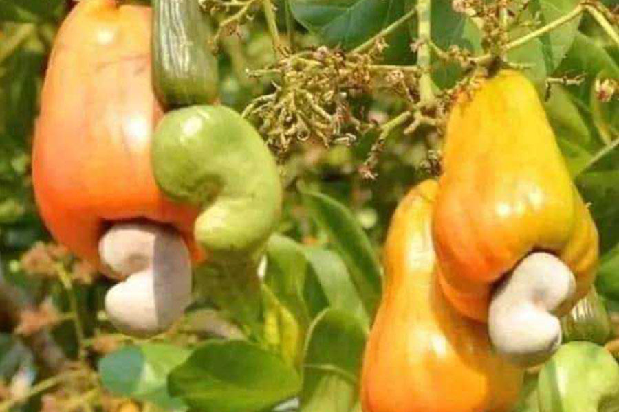 Cashew plant fruits and nuts