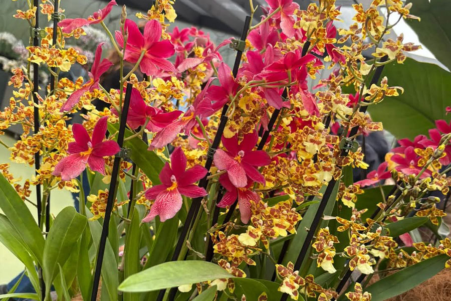 Orchidées de petite taille moyenne