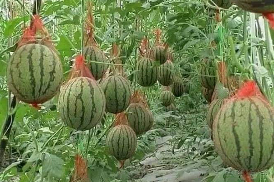 Way of growing watermelon