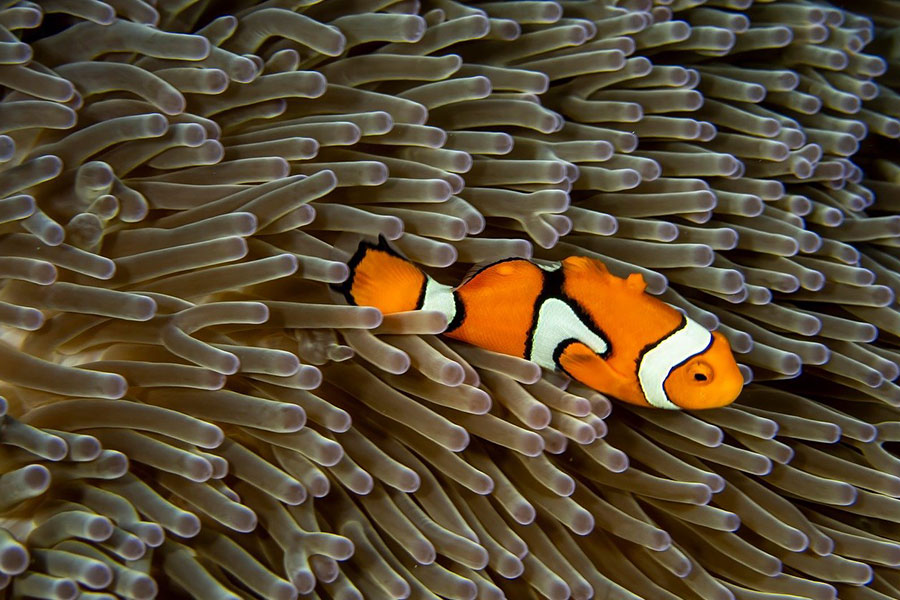 Peces coralinos bajo el agua