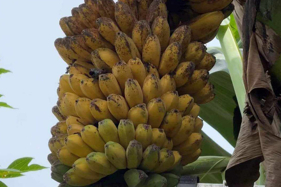 Ibrido triploide di banana Saba