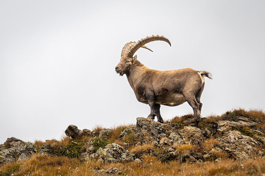 La familia de las cabras montesas alpinas