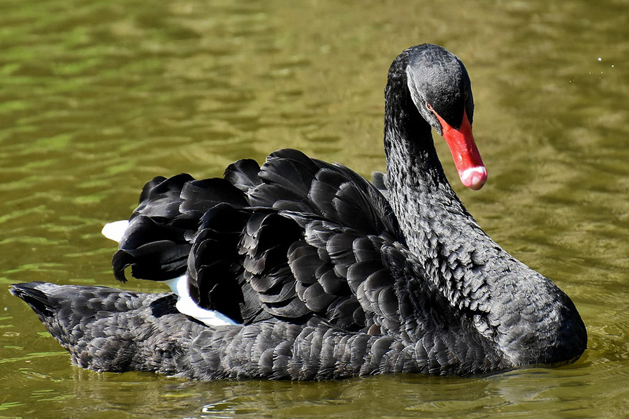 Schwarzer Wasservogel Schwan