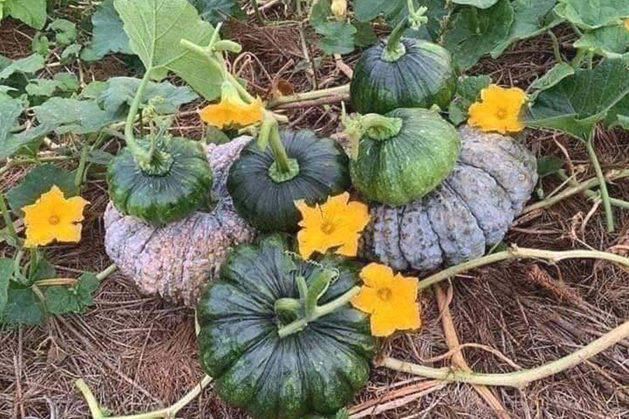 Bunch of pumpkin squash
