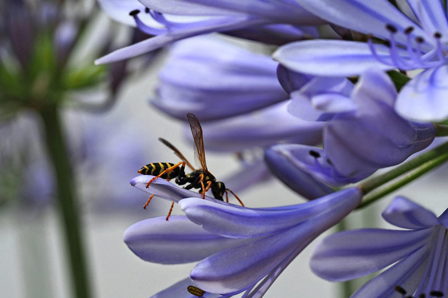 Wasp hornet flower