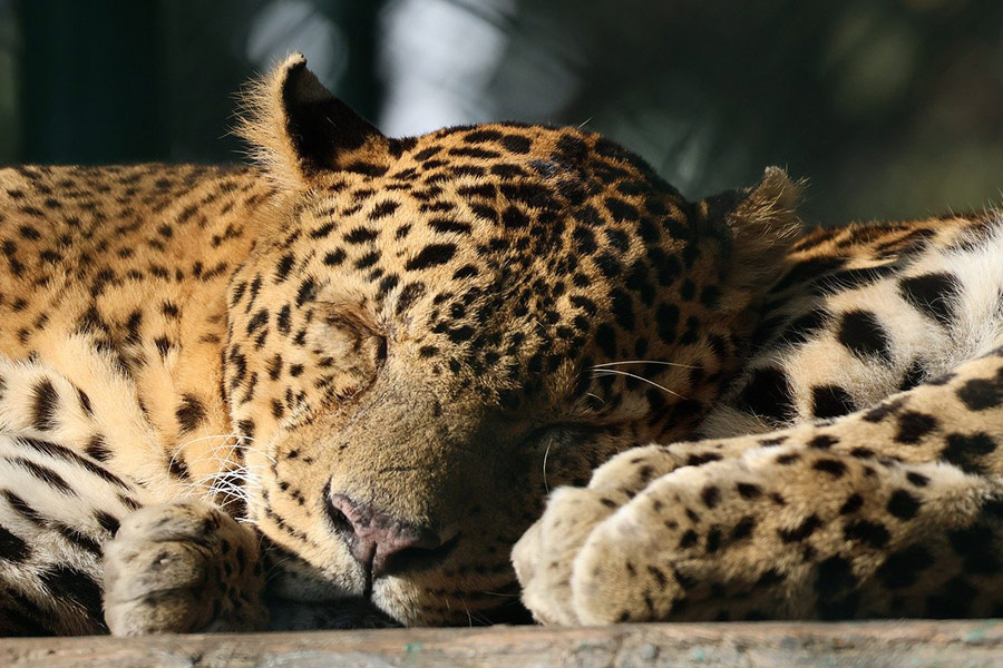 Gato mamífero leopardo durmiendo