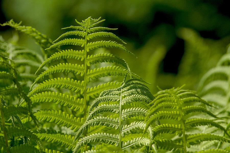 Ferns leaf plant