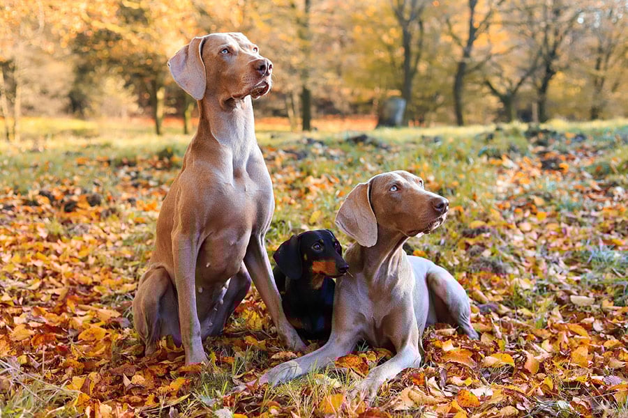 La familia de perros weimaraners