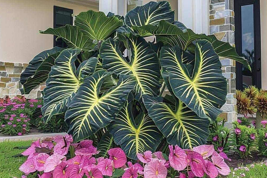 Huge alocasia plant with leaves lines