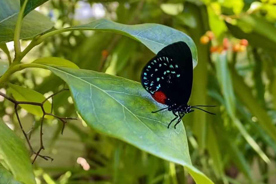 Velvety black surface atala