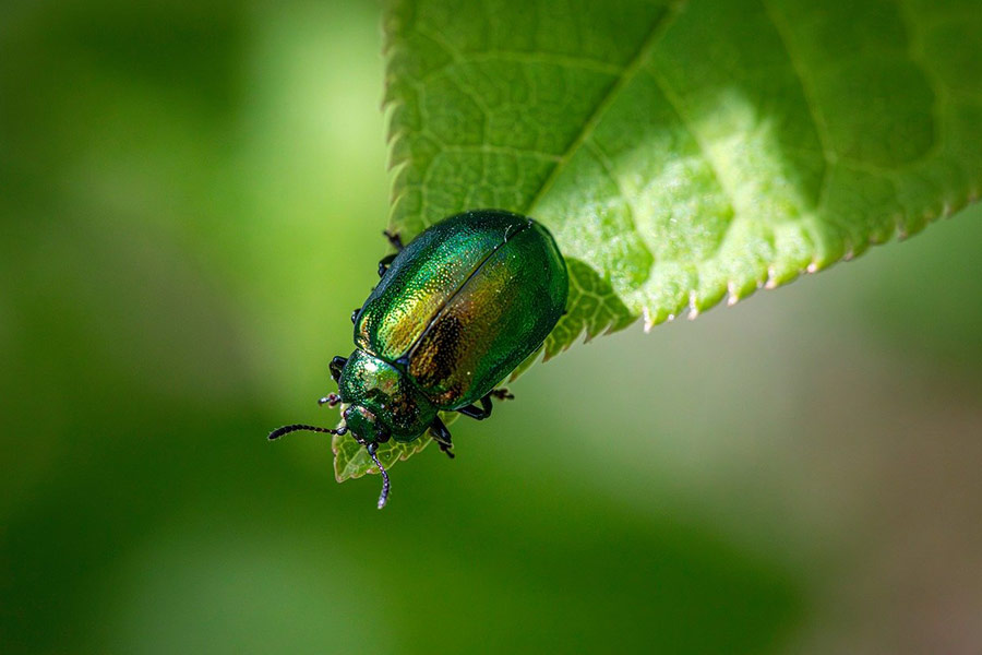 Hemp nettle goldcrest insect