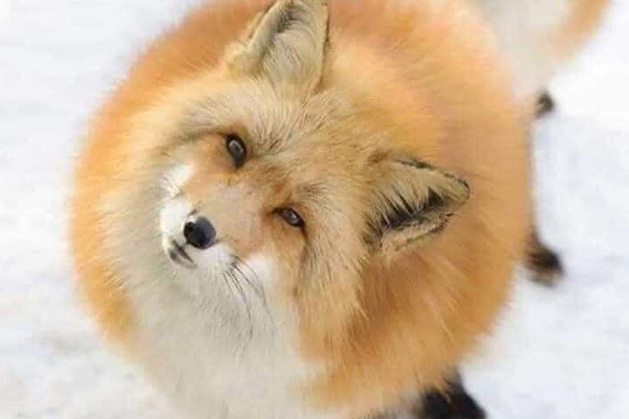 Zorro rojo de Ezo en Hokkaido