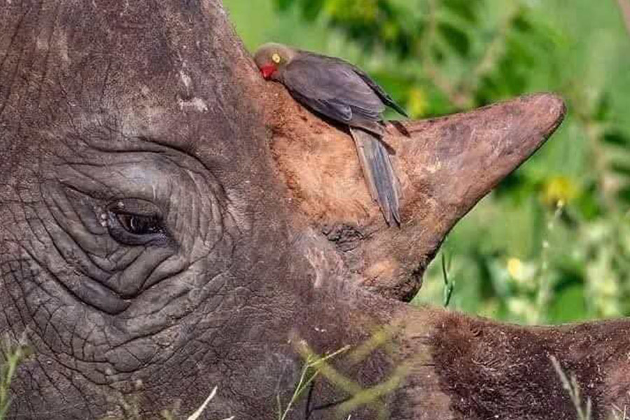 Pájaro picabueyes de pico rojo Cara de rinoceronte