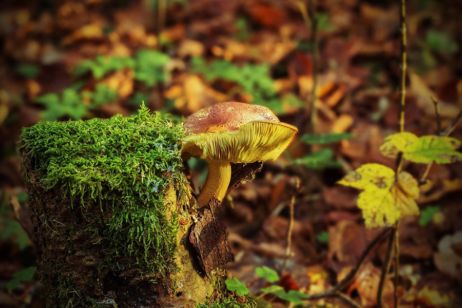 Tree stump mushroom growing moss