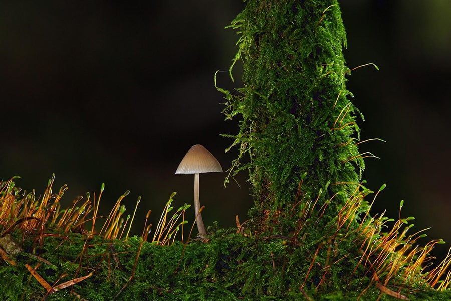 Small mushroom on the moss