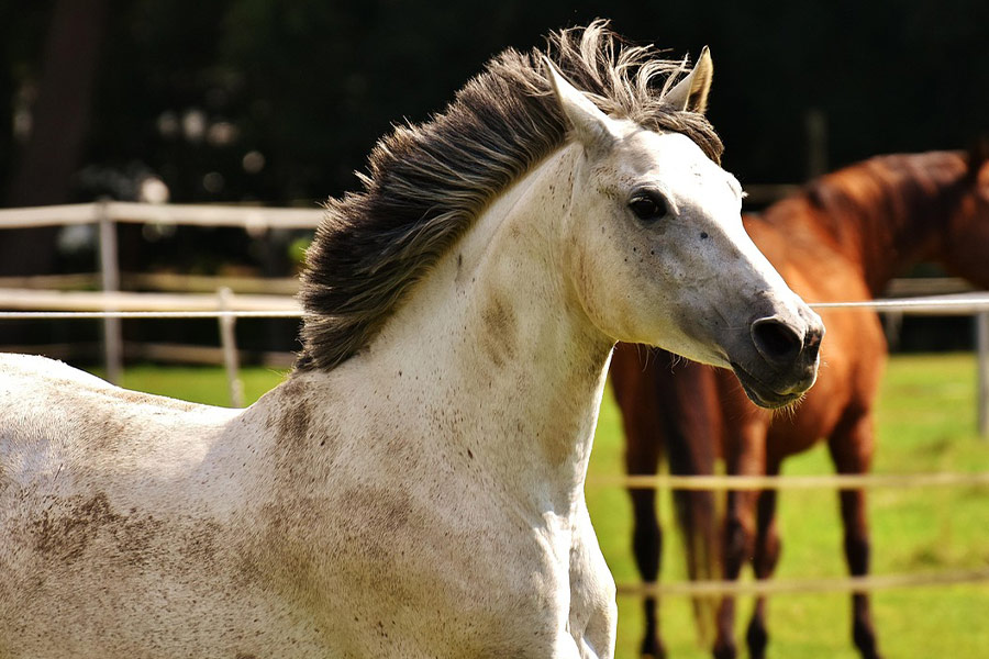 Caballo blanco de pelo cortado