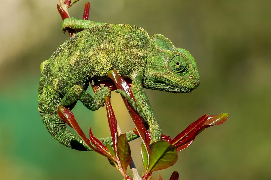 Familia de lagartos camaleones